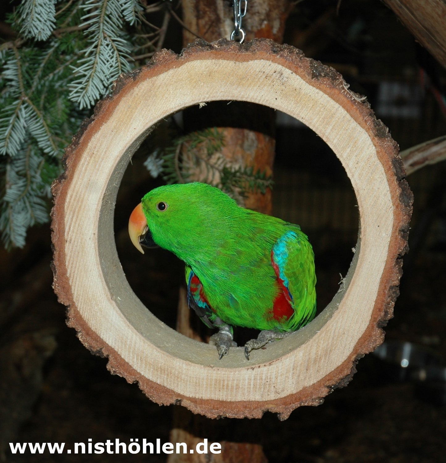 Ringschaukel für Amazonen, Papageien, Kakadus, Großsittiche usw.