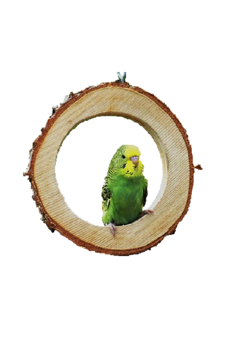 Ringschaukel für kleine Vögel