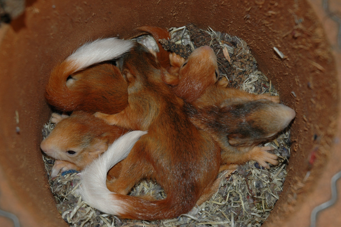 Nisthöhle für Eichhörnchen