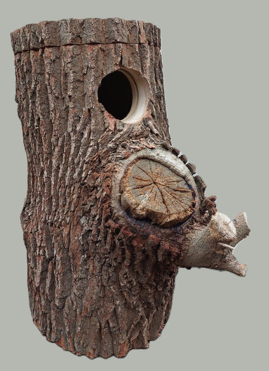 Naturstamm Nisthöhle aus Eiche für Gelbbrustaras, Canidearas, kleine Soldatenaras usw.