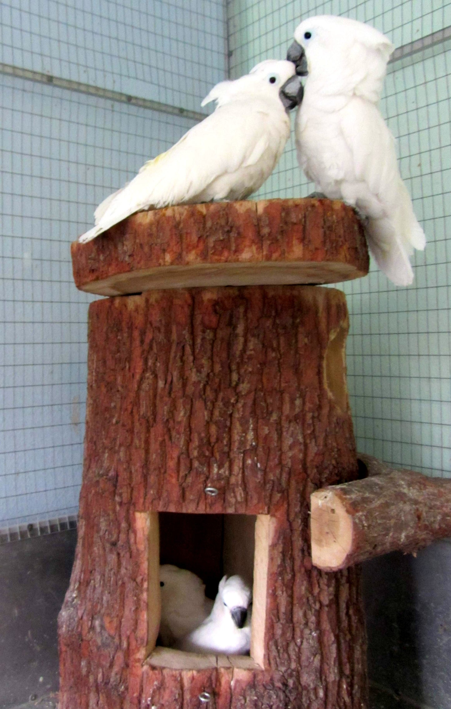 Zwei Nisthöhlen für große Kakadus