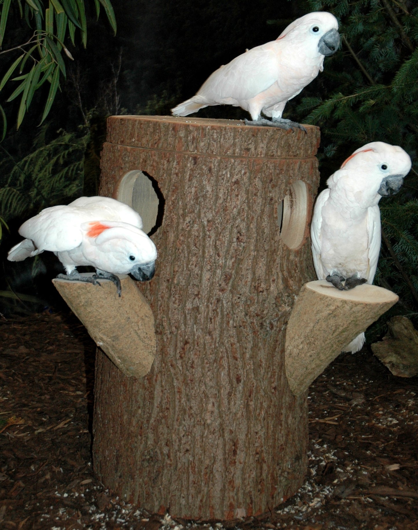 Zwei Nisthöhlen für große Kakadus