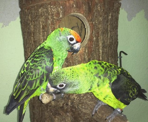 Nisthöhle für grüne Kongo-Papageien