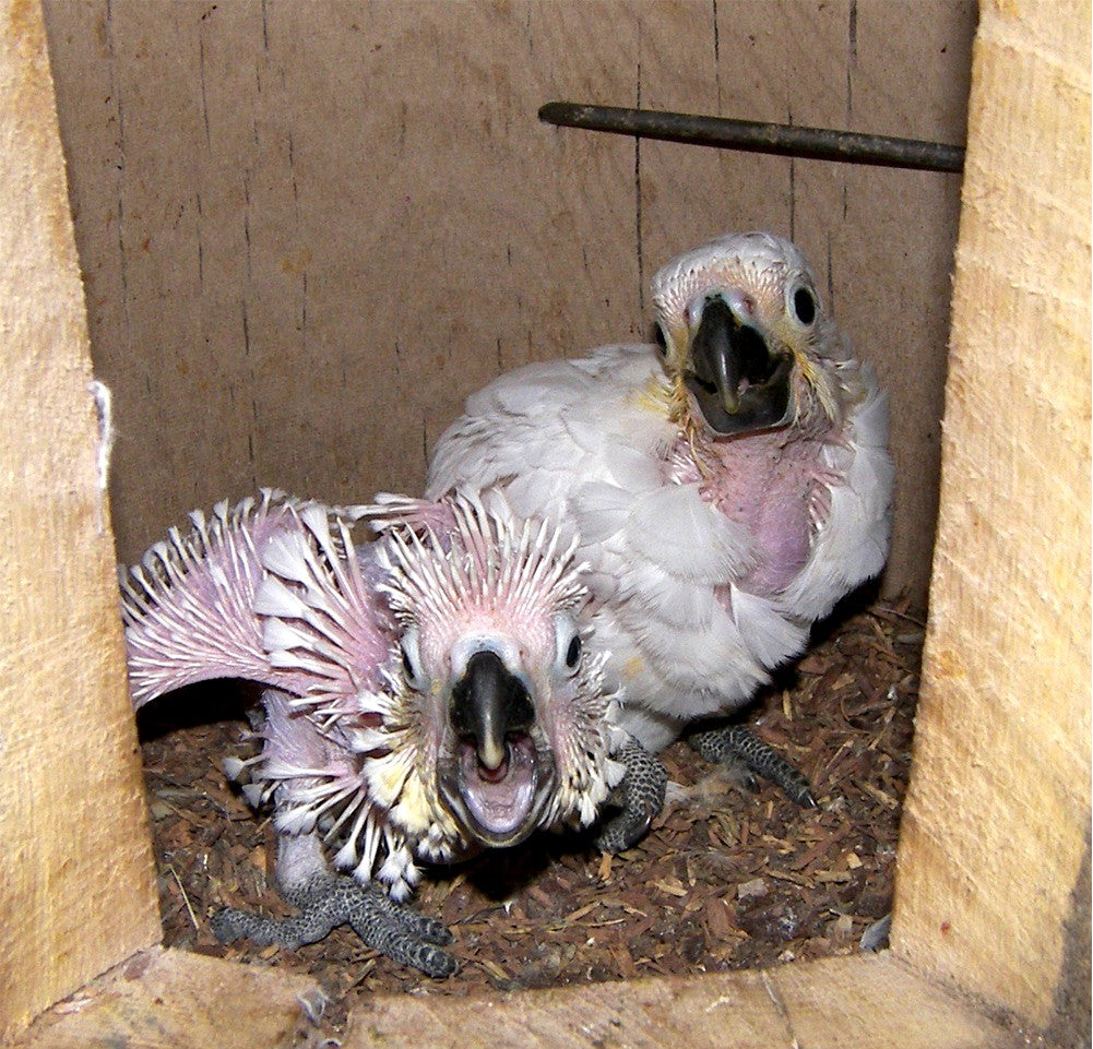 Zwei Nisthöhlen für große Kakadus